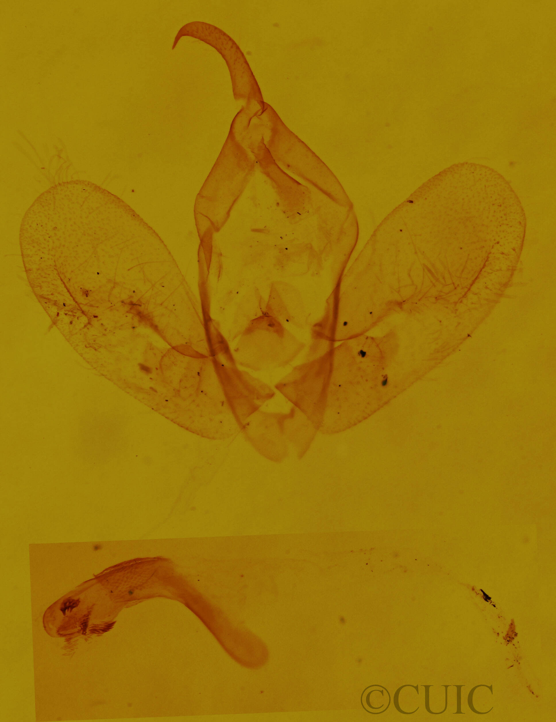 genitalia view of adult Hypena humili