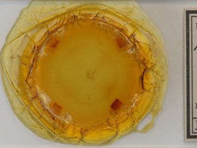 slide view of adult Hypena humili