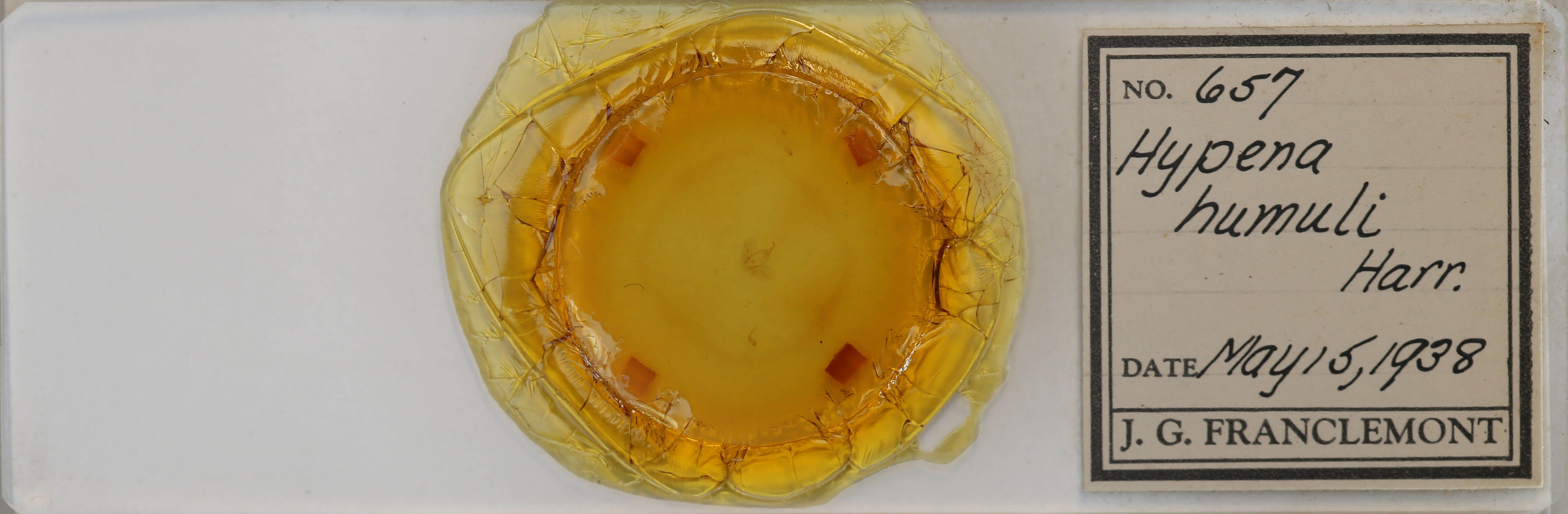 slide view of adult Hypena humili