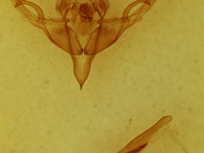 genitalia view of adult Hypnotype placens
