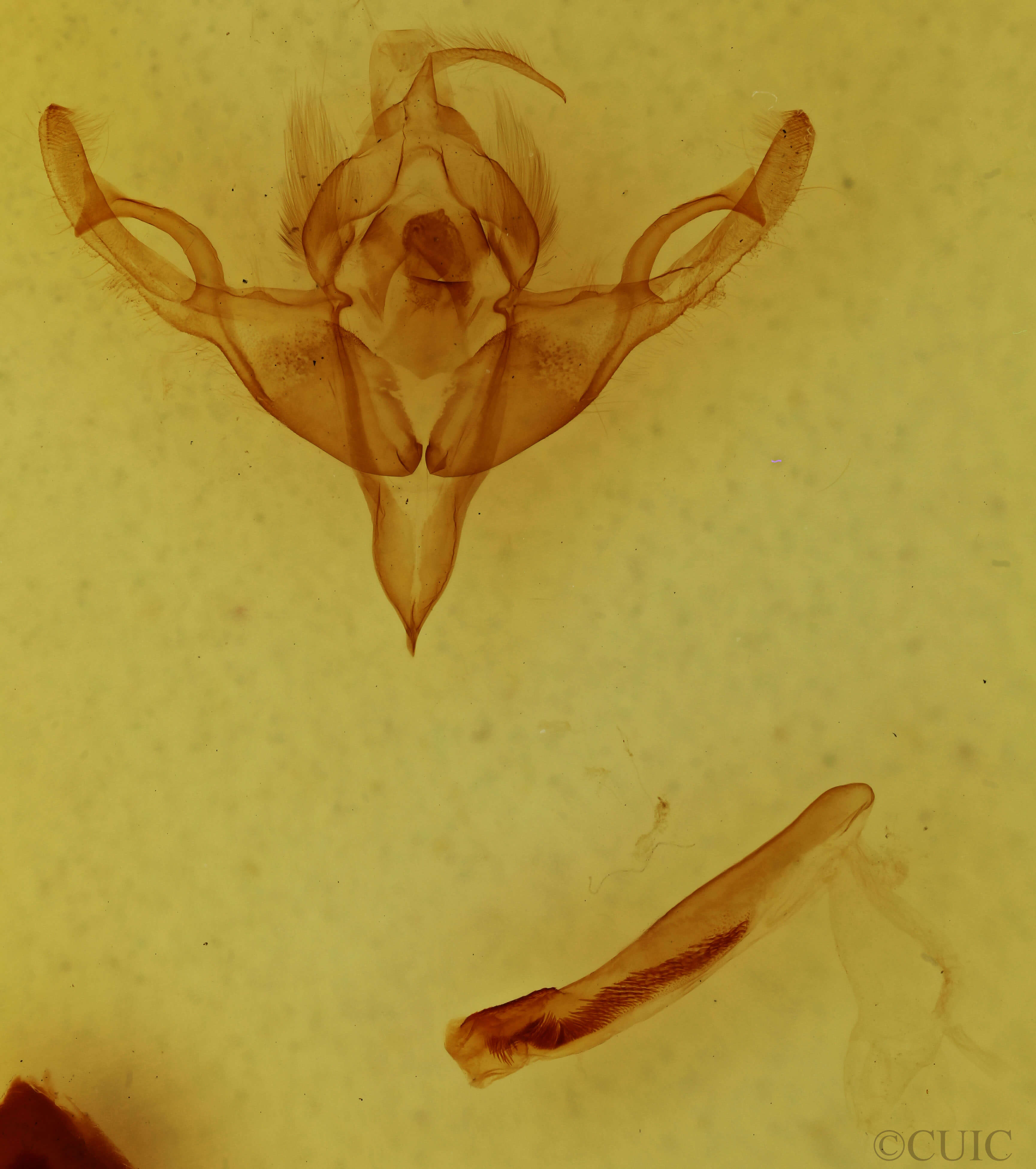 genitalia view of adult Hypnotype placens