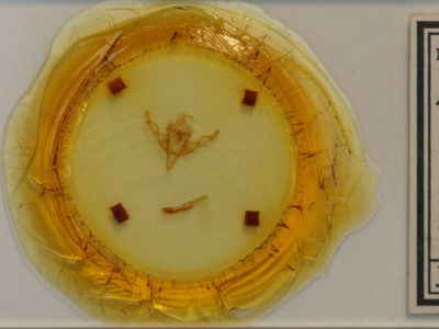 slide view of adult Hypnotype placens