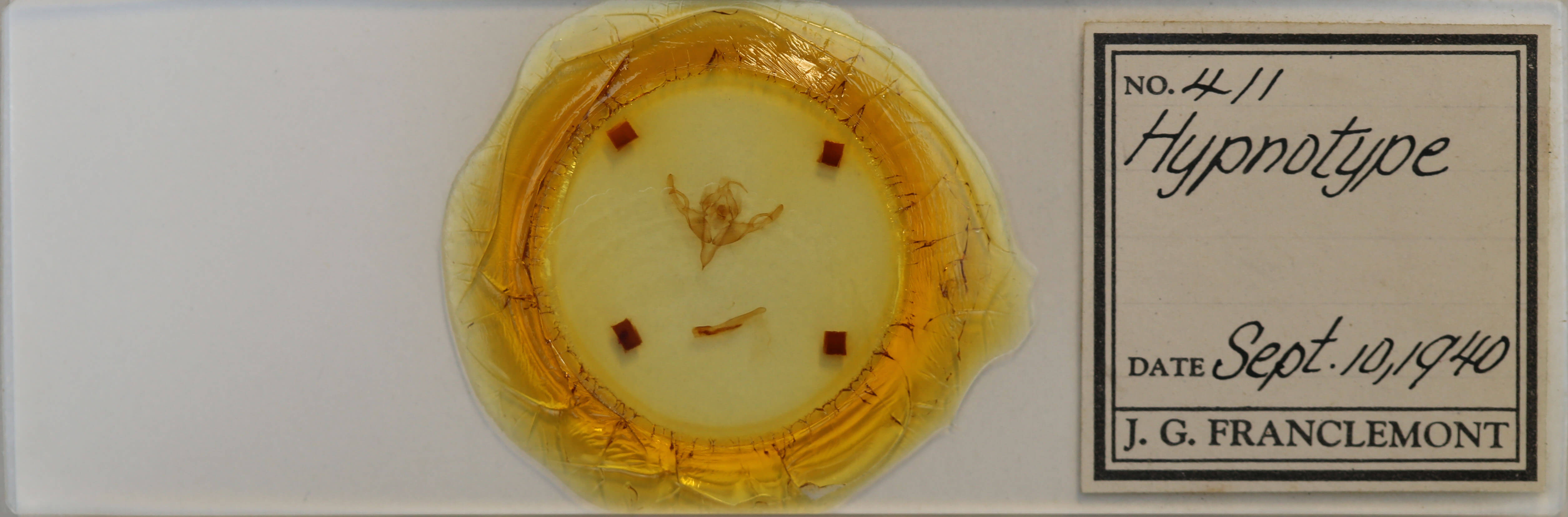 slide view of adult Hypnotype placens