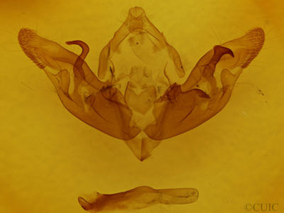 genitalia view of adult Hyppa xylinoides