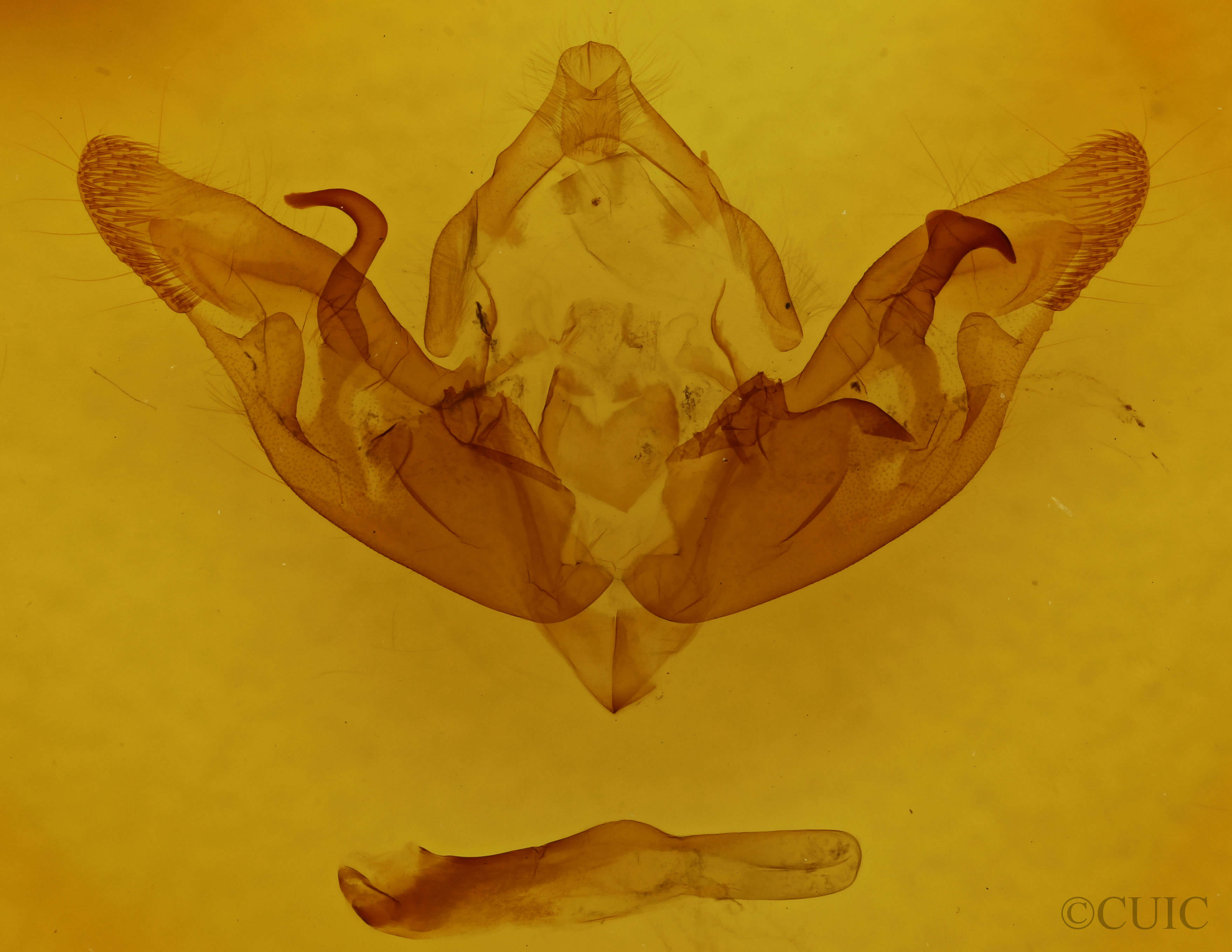 genitalia view of adult Hyppa xylinoides
