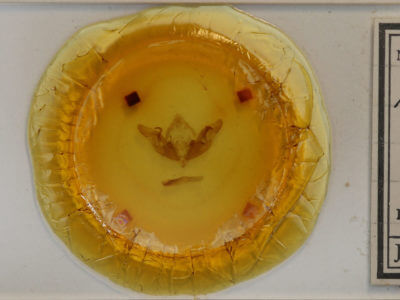 slide view of adult Hyppa xylinoides