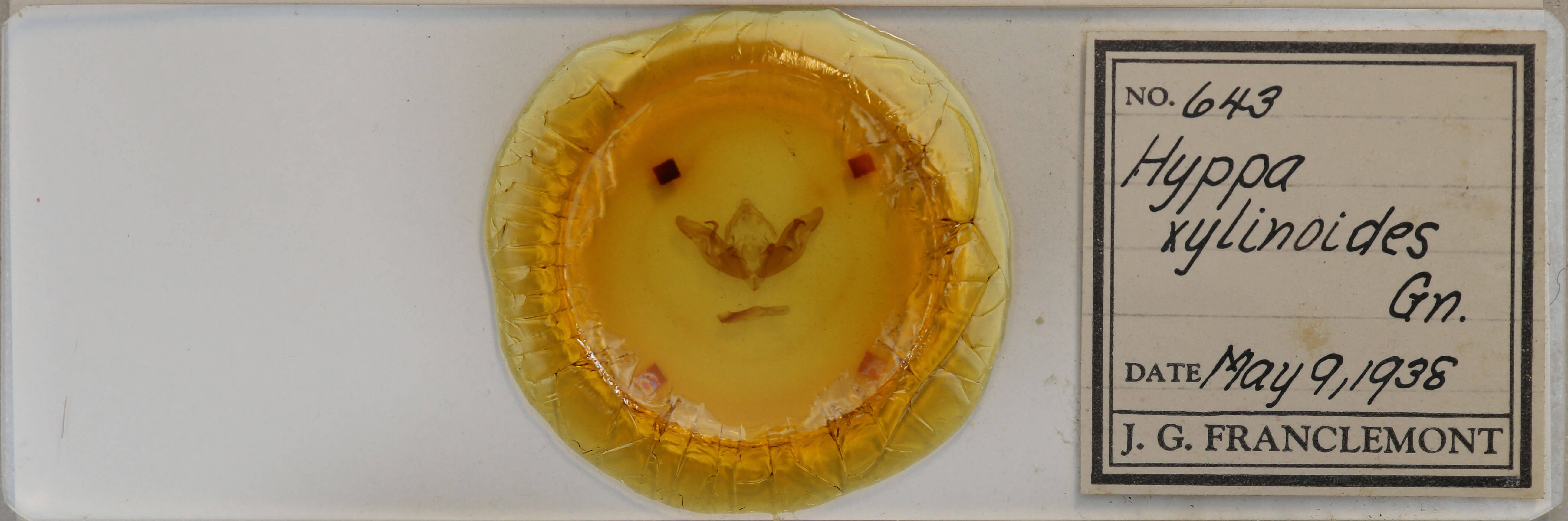 slide view of adult Hyppa xylinoides