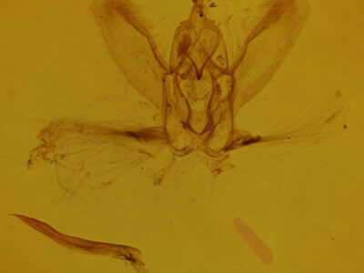 genitalia view of adult Idia sp.