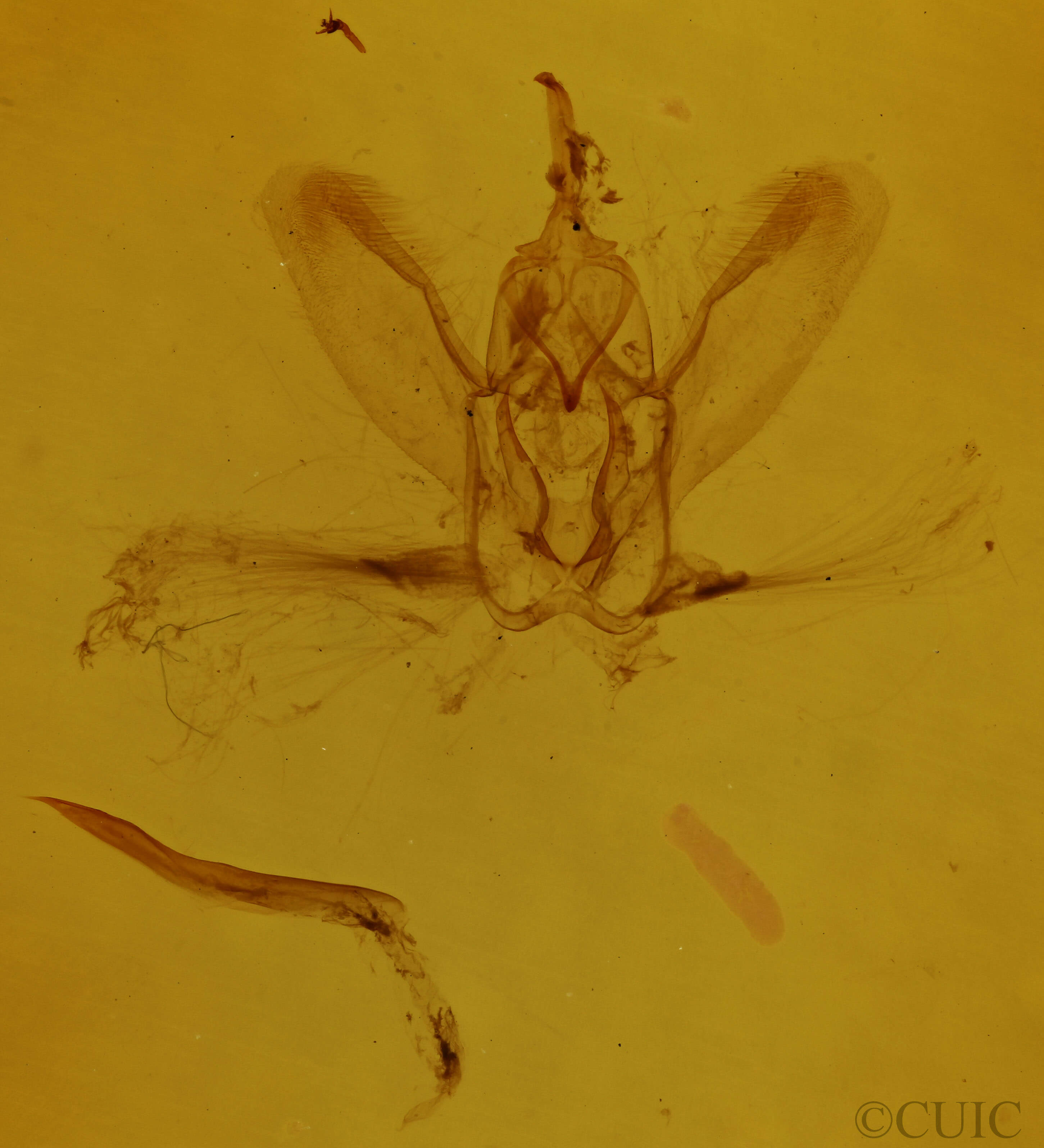 genitalia view of adult Idia sp.