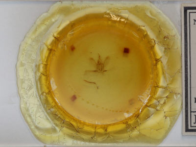 slide view of adult Idia sp.