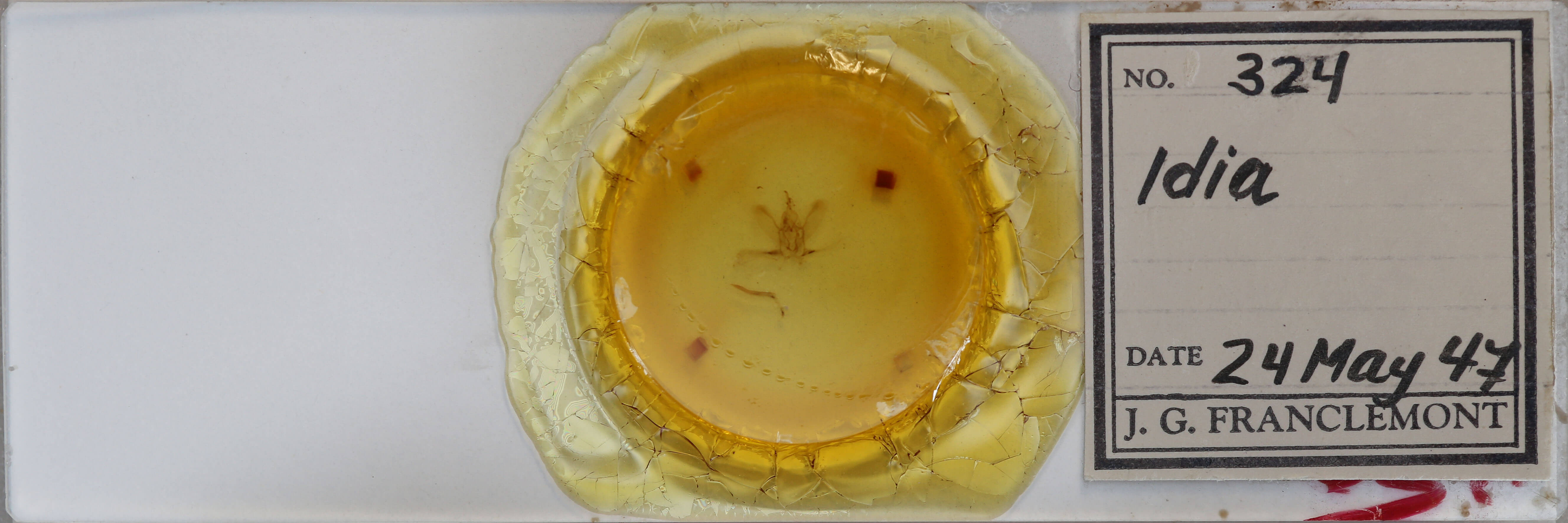 slide view of adult Idia sp.