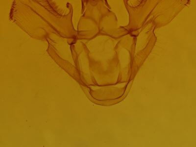 genitalia view of adult Idia sp.