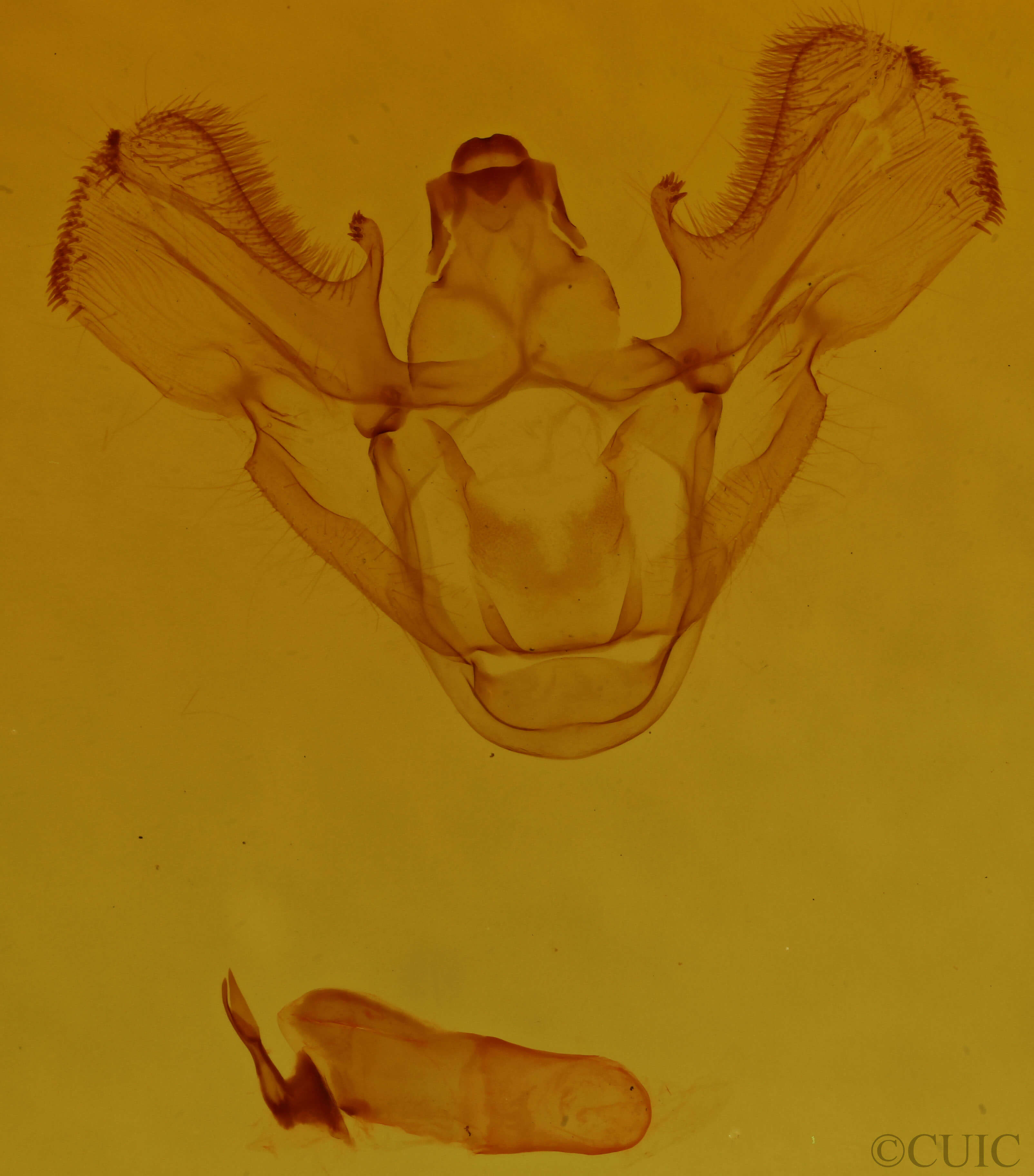 genitalia view of adult Idia sp.