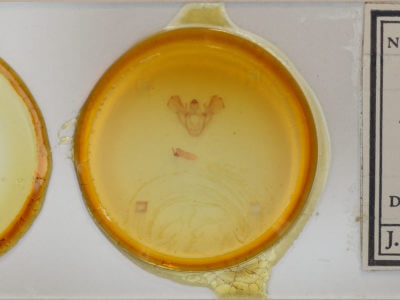 slide view of adult Idia sp.