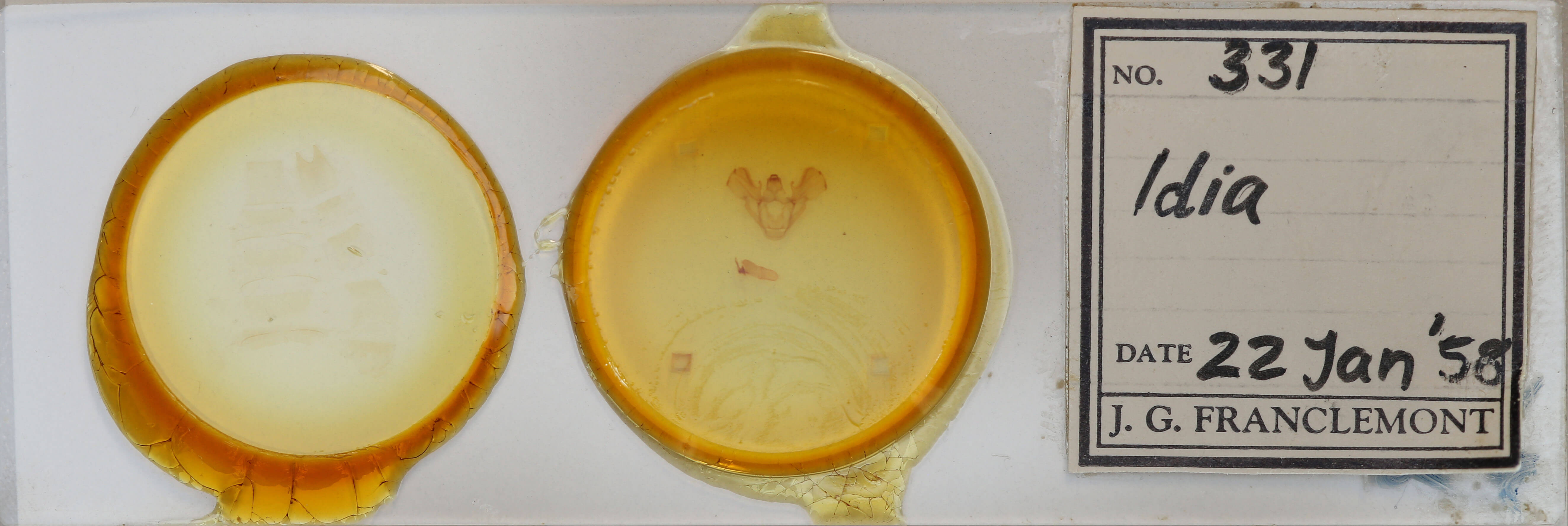 slide view of adult Idia sp.