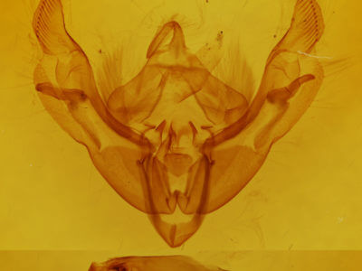 genitalia view of adult Ipimorpha pleonectusa