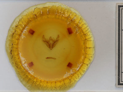 slide view of adult Ipimorpha pleonectusa