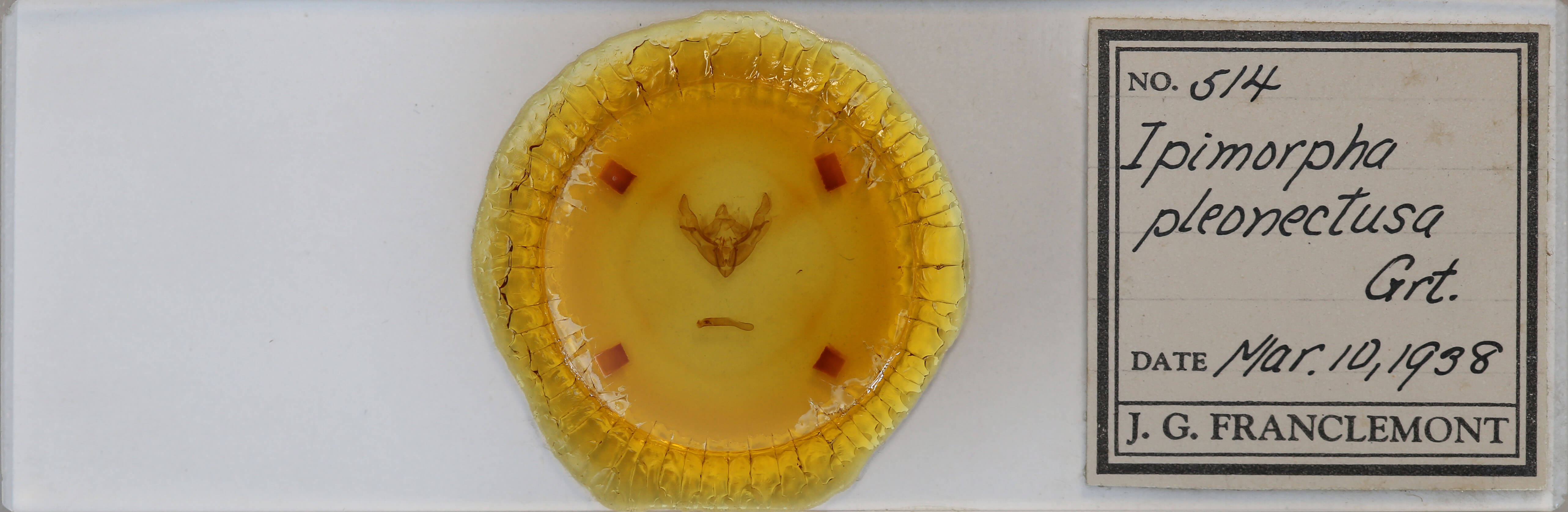 slide view of adult Ipimorpha pleonectusa