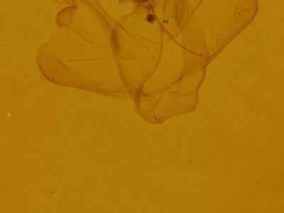 genitalia view of adult Macaria pustularia