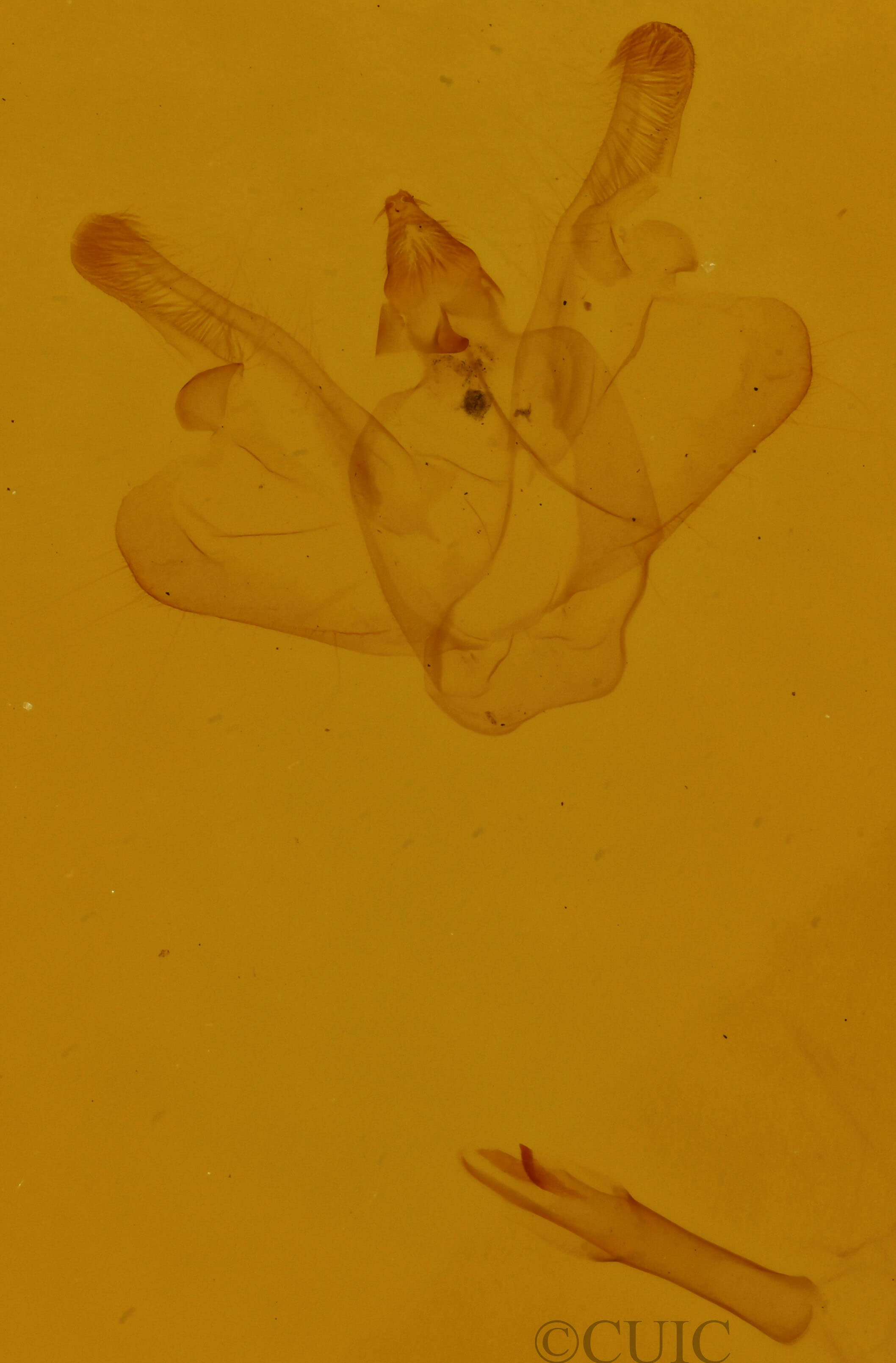 genitalia view of adult Macaria pustularia