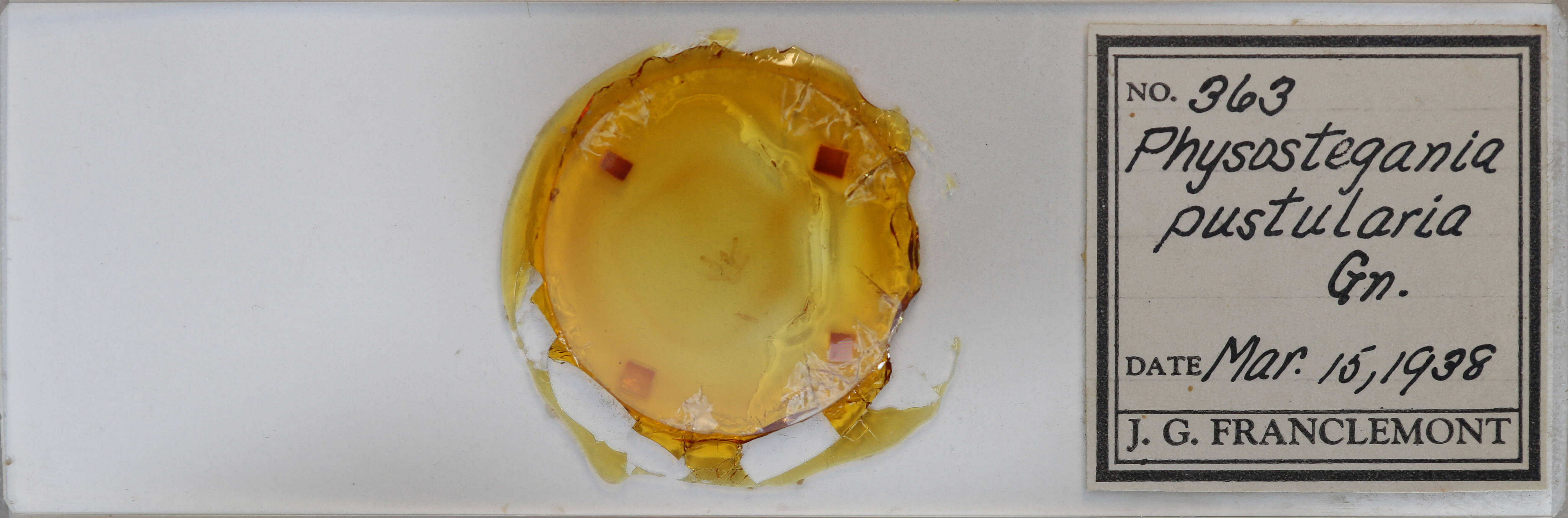 slide view of adult Macaria pustularia