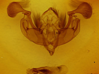 genitalia view of adult Lacanobia subjuncta