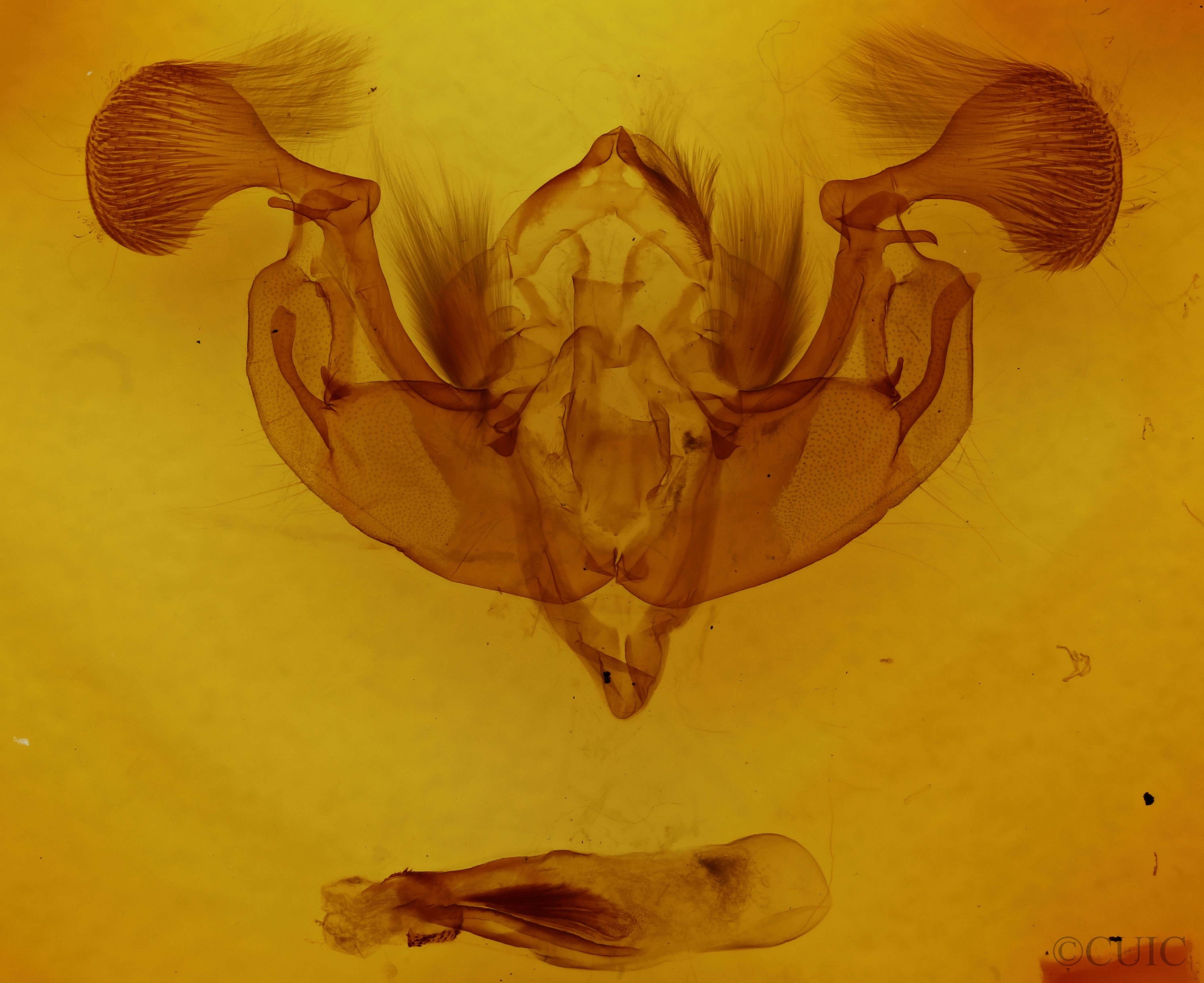 genitalia view of adult Lacanobia subjuncta