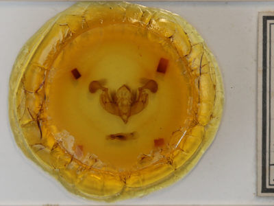 slide view of adult Lacanobia subjuncta