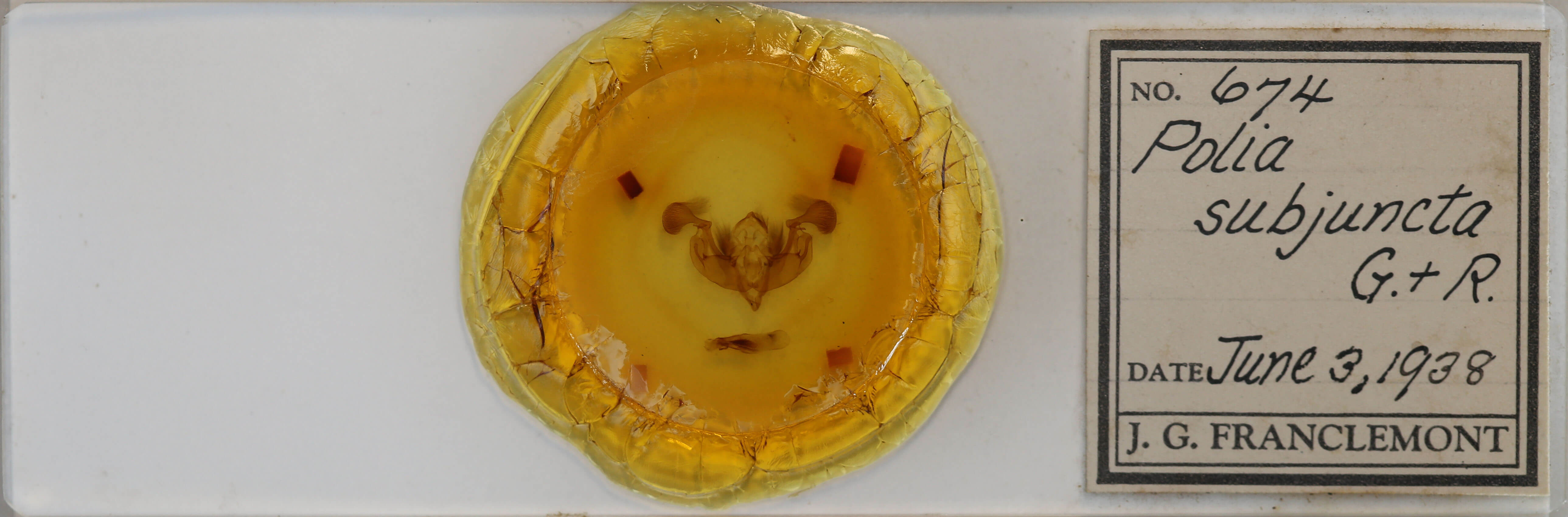 slide view of adult Lacanobia subjuncta