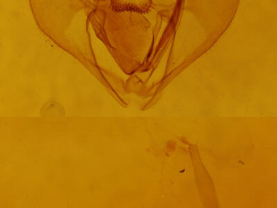 genitalia view of adult Lambdina fiscellaria