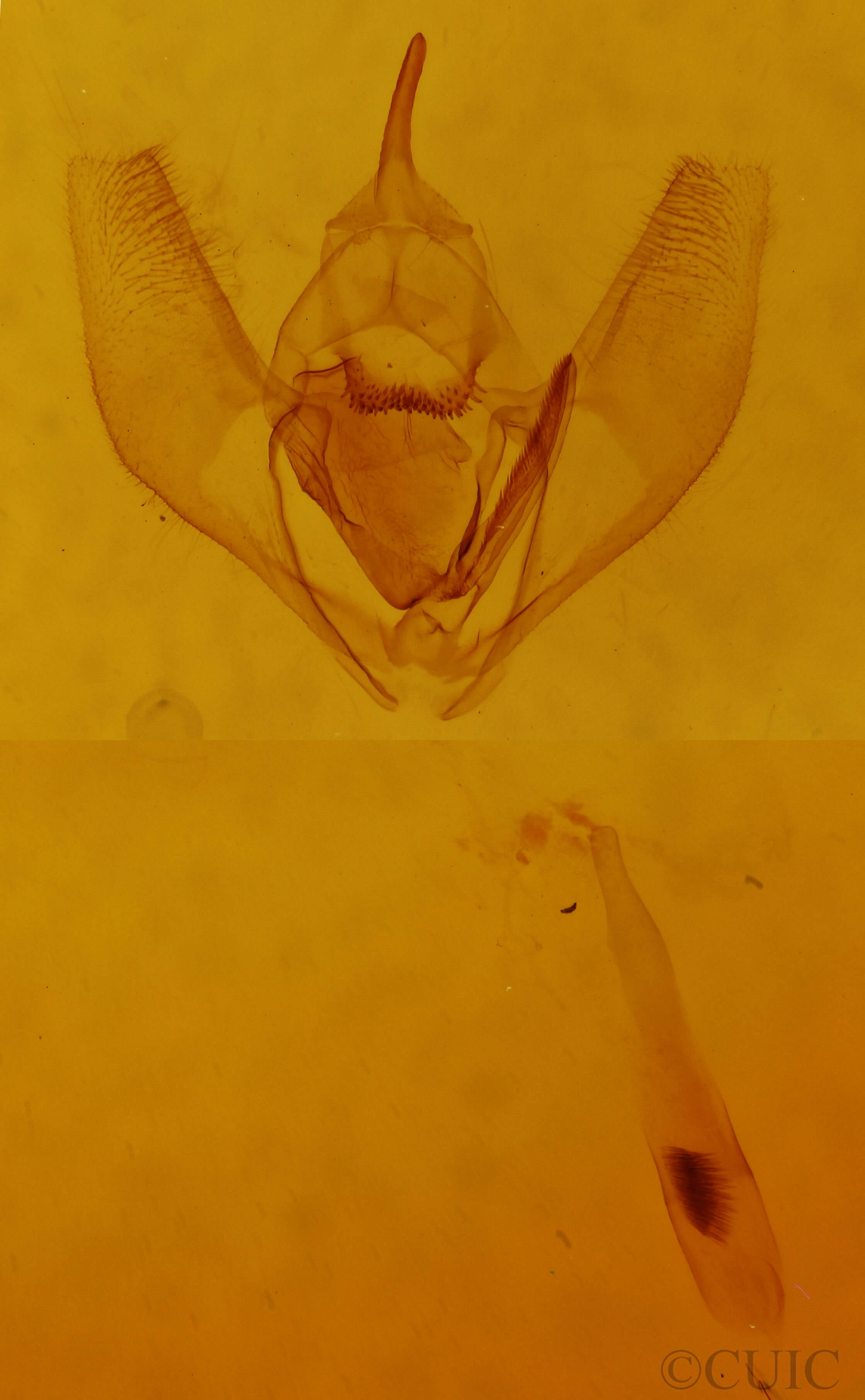 genitalia view of adult Lambdina fiscellaria