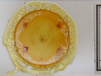 slide view of adult Lambdina fiscellaria