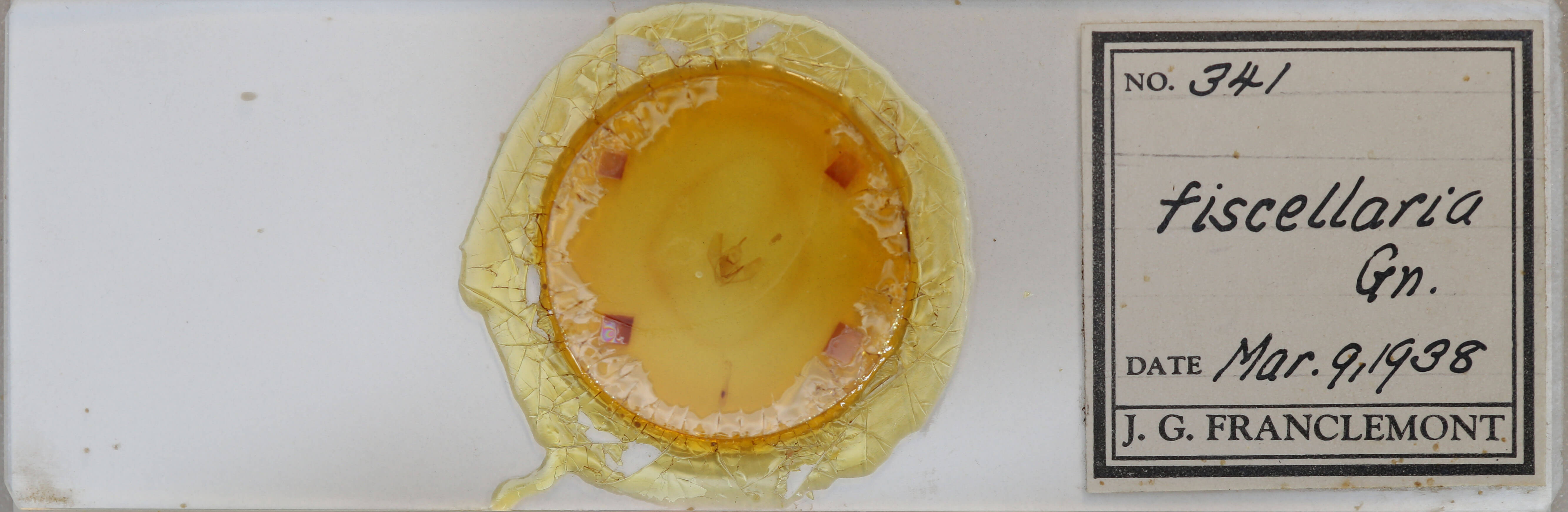 slide view of adult Lambdina fiscellaria