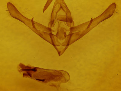 genitalia view of adult Cucullia pulla