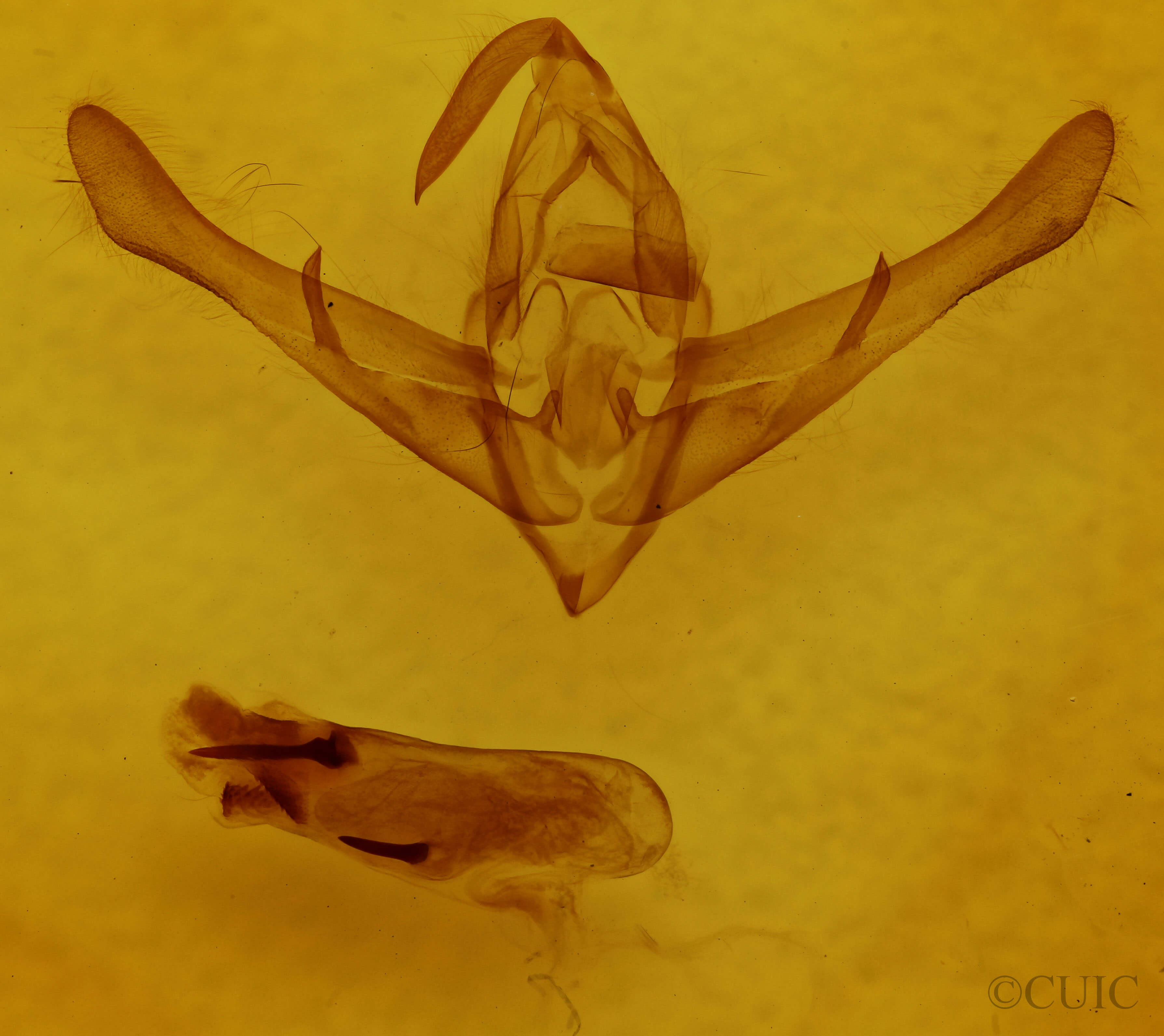 genitalia view of adult Cucullia pulla