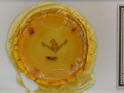 slide view of adult Cucullia pulla