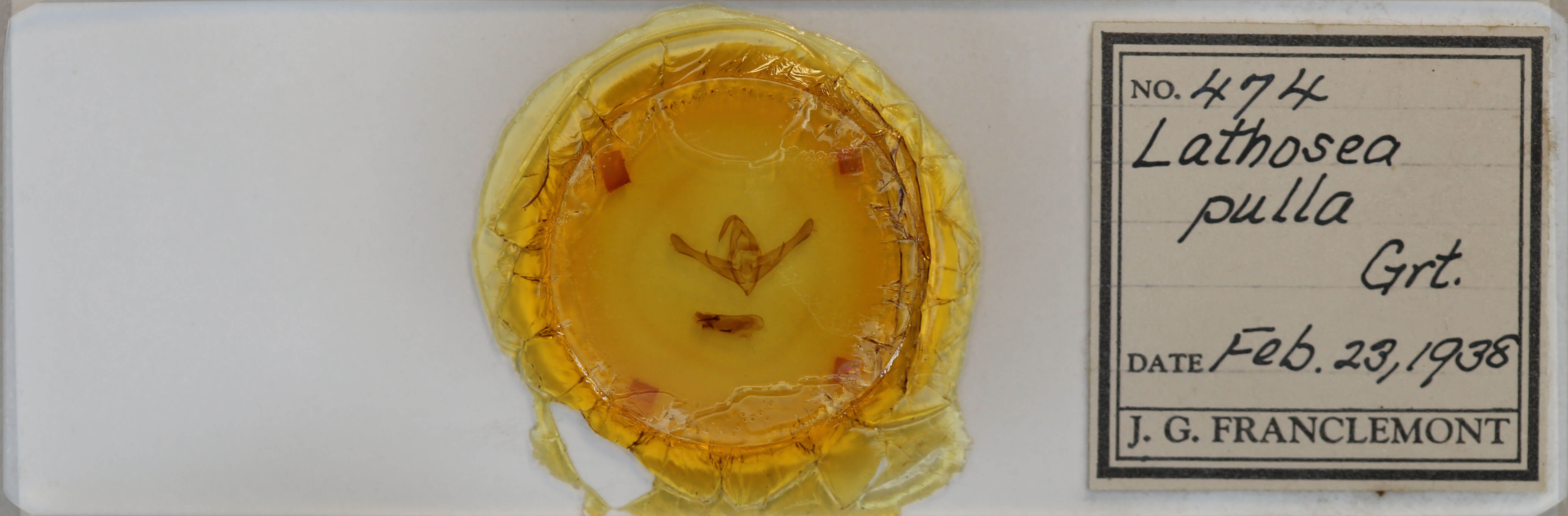 slide view of adult Cucullia pulla