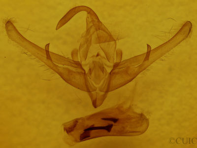 genitalia view of adult Cucullia pulla