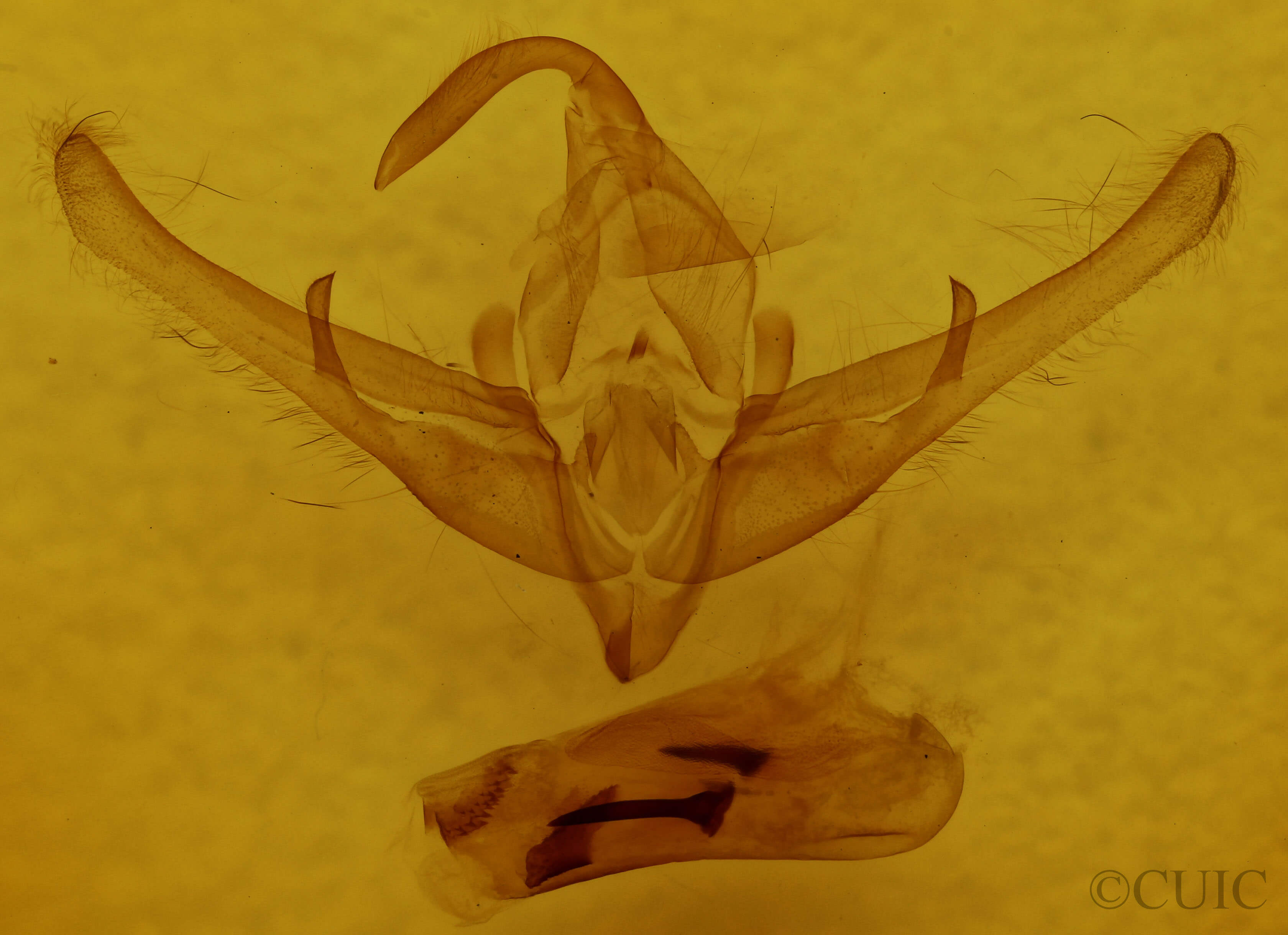 genitalia view of adult Cucullia pulla