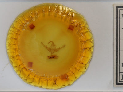 slide view of adult Cucullia pulla