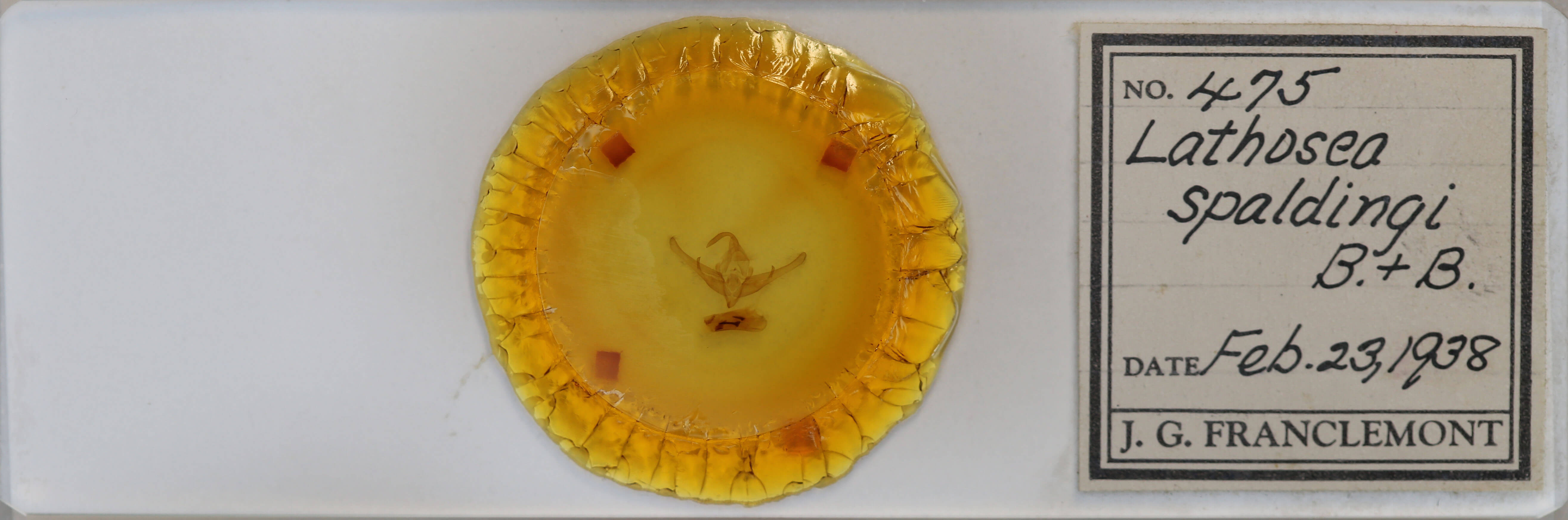 slide view of adult Cucullia pulla