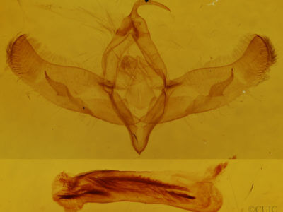genitalia view of adult Sympistis behrensi