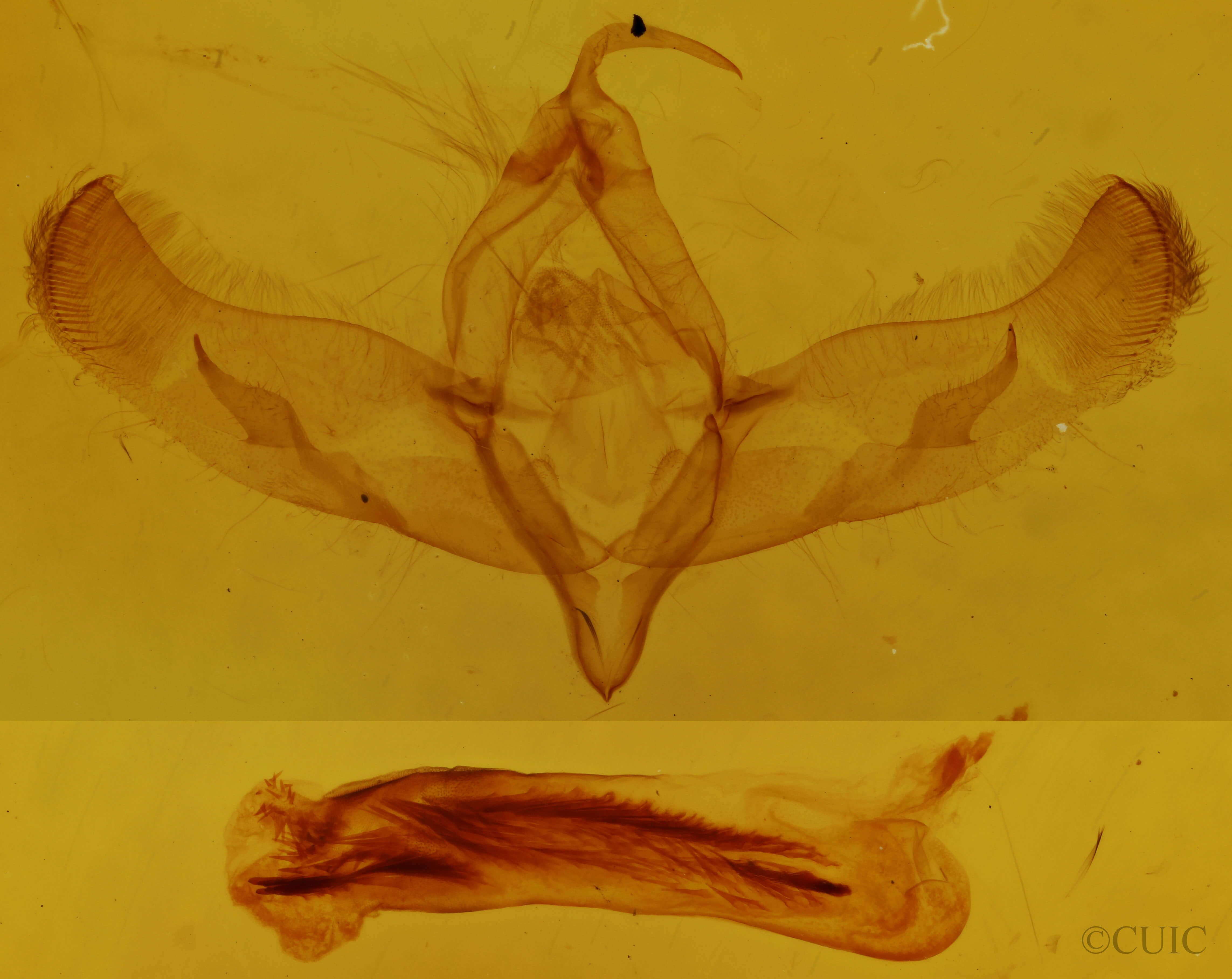 genitalia view of adult Sympistis behrensi