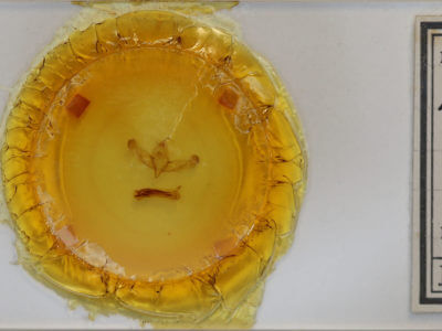 slide view of adult Sympistis behrensi