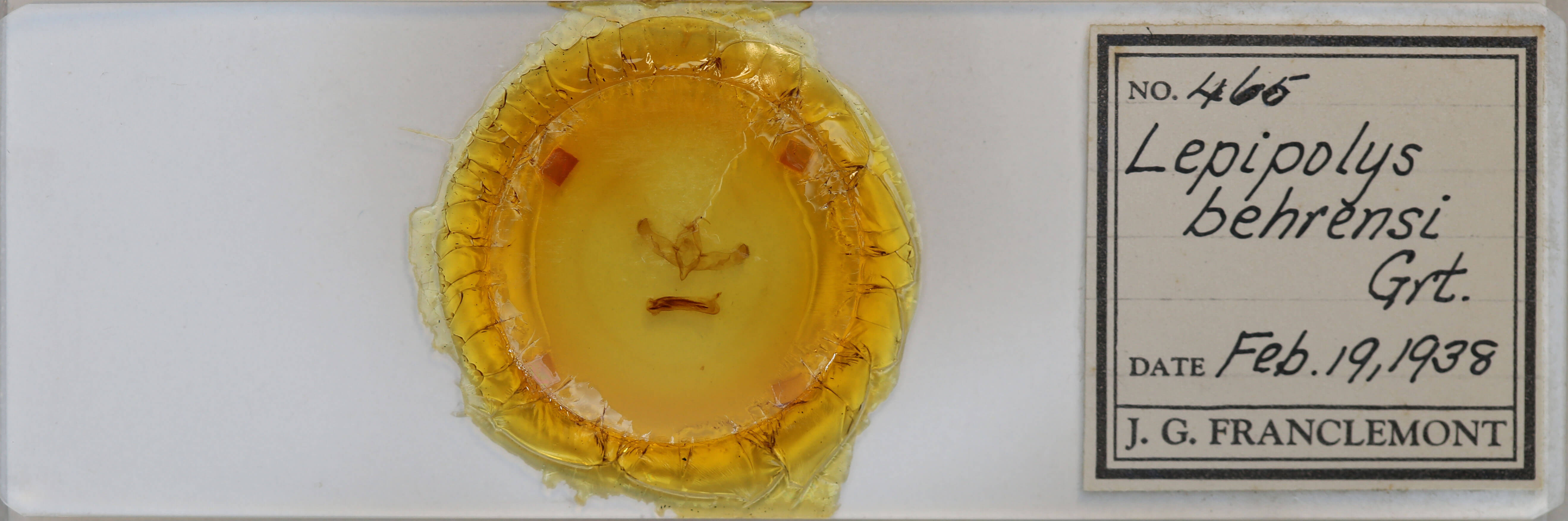 slide view of adult Sympistis behrensi