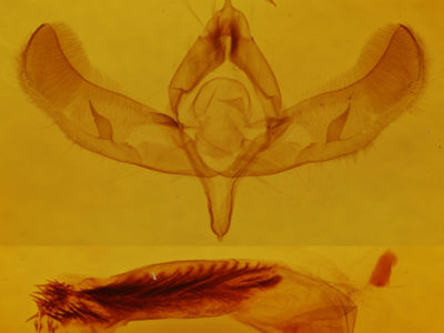 genitalia view of adult Sympistis perscripta
