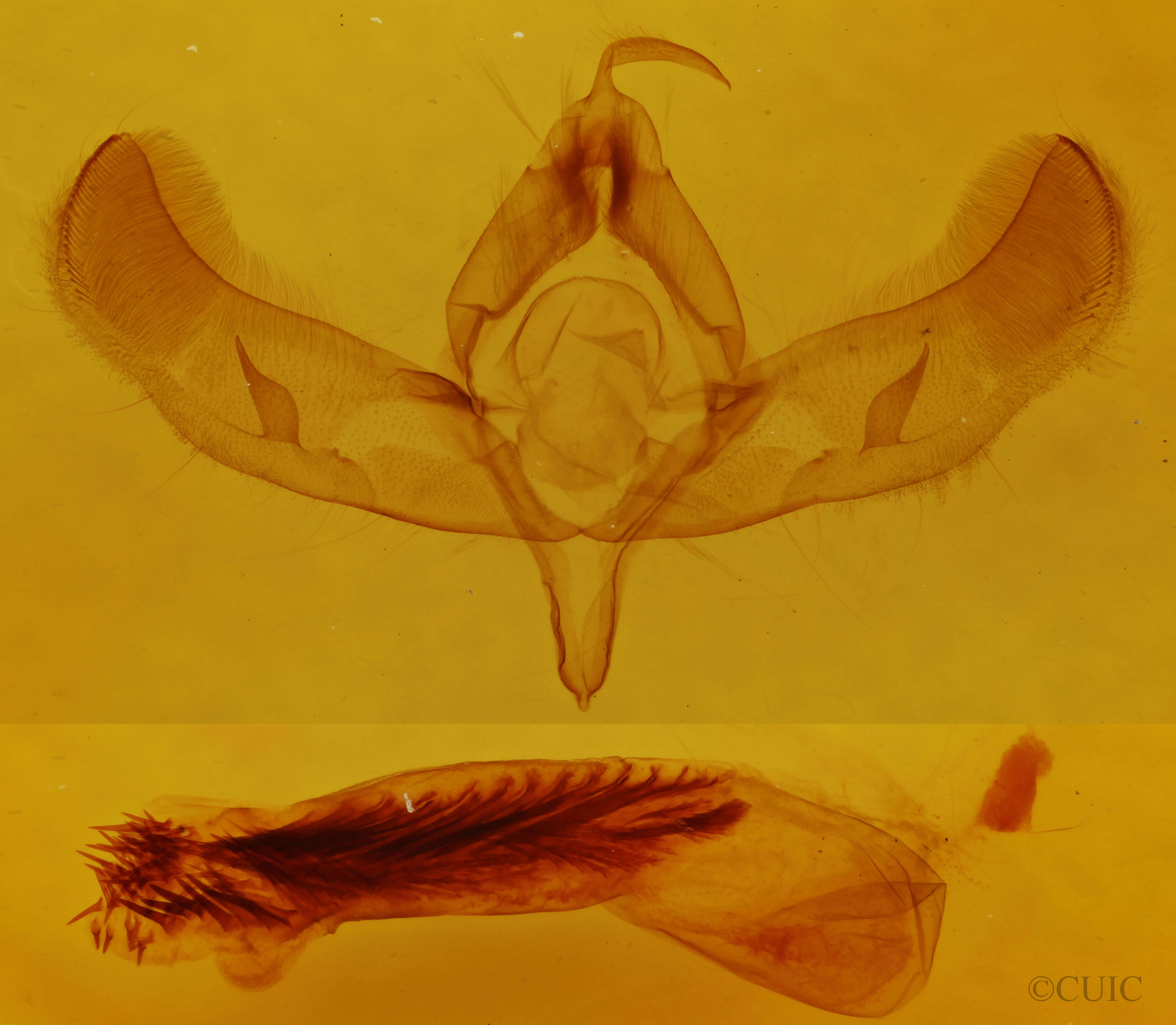 genitalia view of adult Sympistis perscripta
