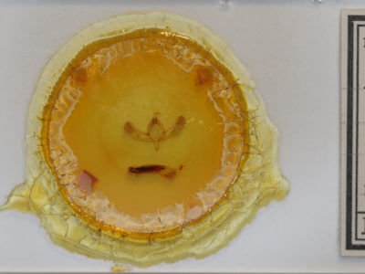 slide view of adult Sympistis perscripta