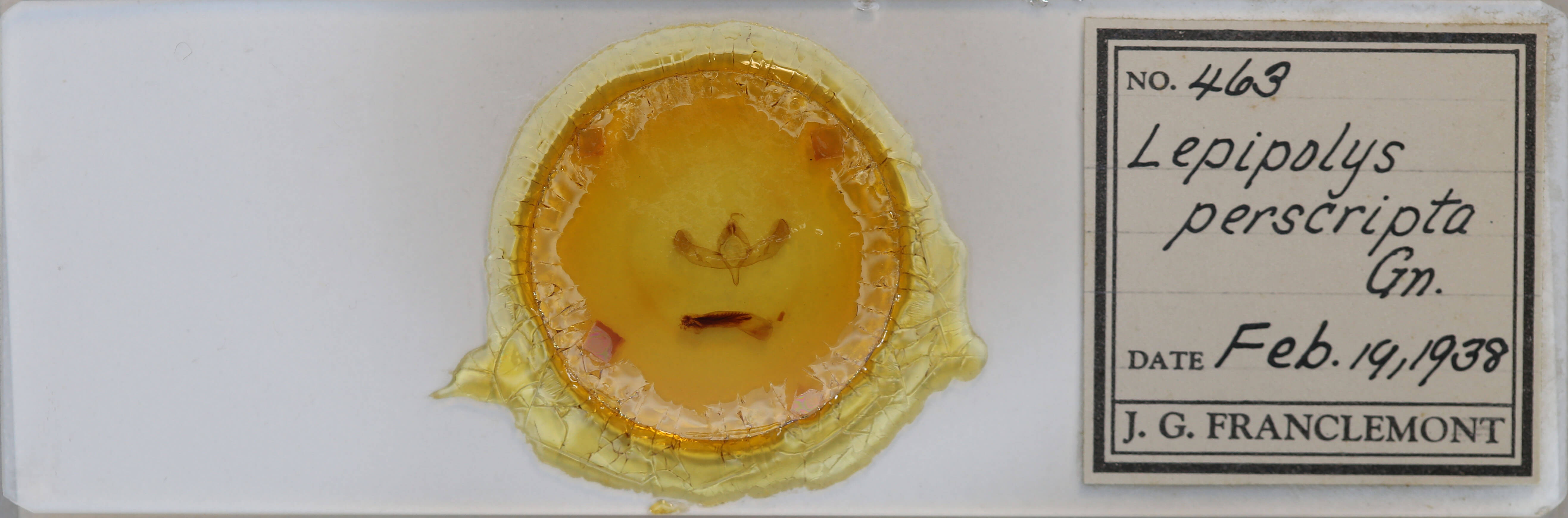 slide view of adult Sympistis perscripta