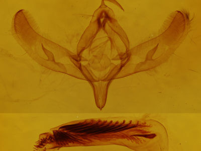 genitalia view of adult Sympistis perscripta